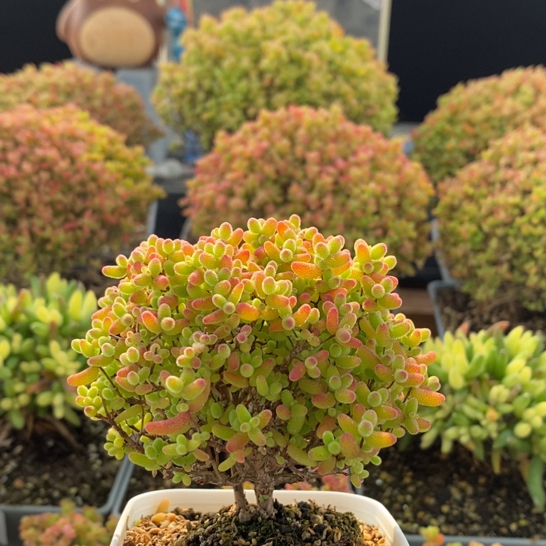 蜜橘糖球2960枝干番杏