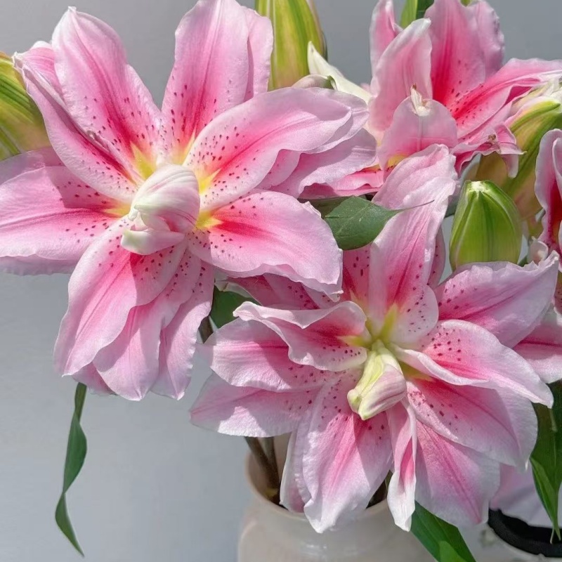 魔法公主重瓣百合种球盆栽云南基地直发耐寒寒热易养（明年开花）