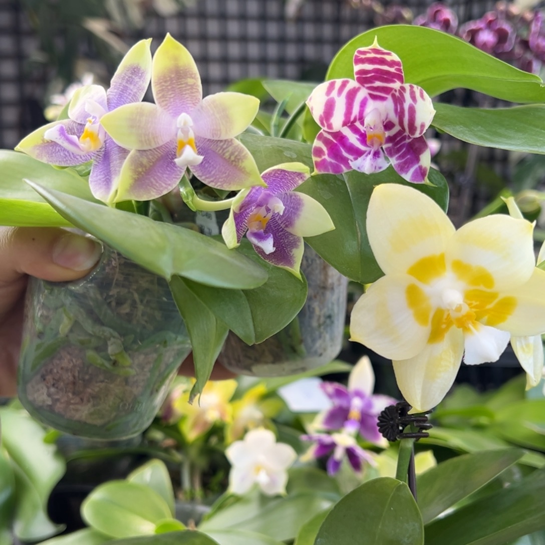 完全开放A073，3颗星月专拍