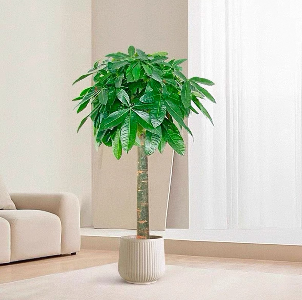 1.5-1.7米【发财树】A单杆（顺丰包邮）客厅绿植办公室内开业