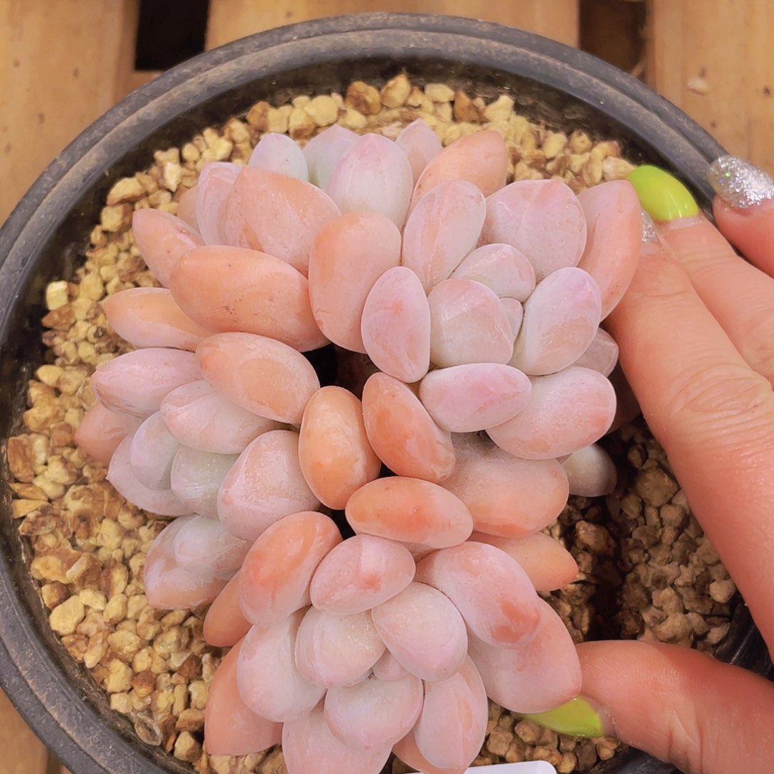 0305所生香水111111