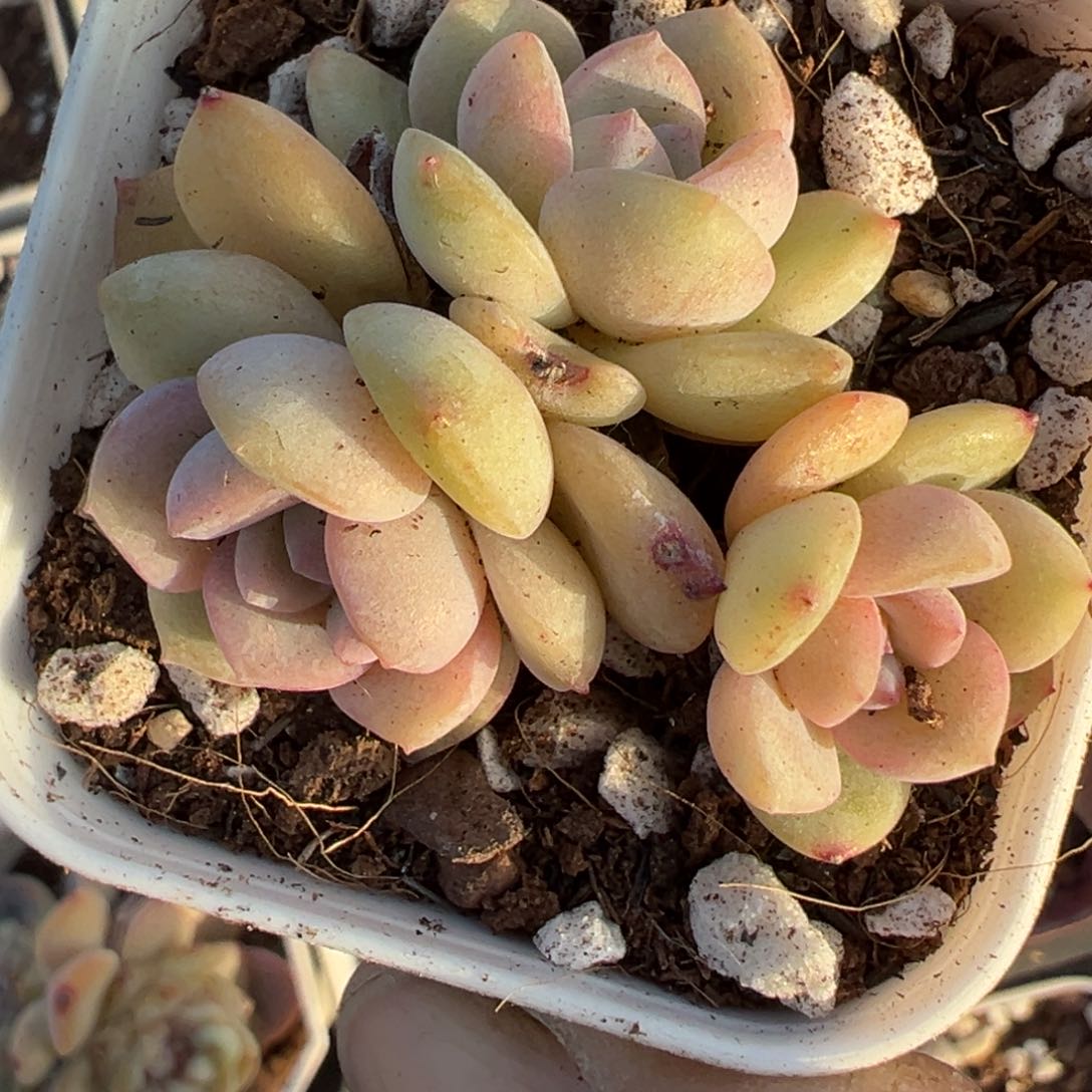 小卡拉米糖心一物一拍