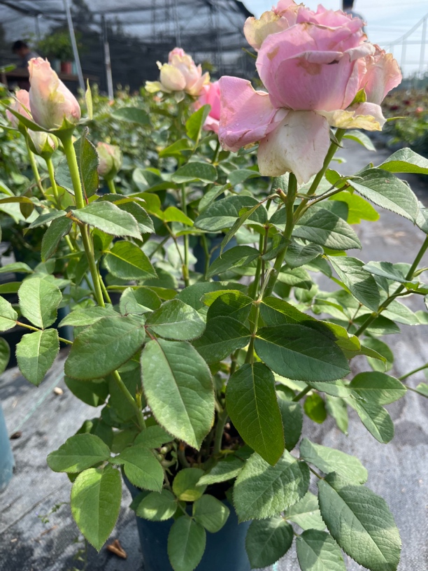 甜蜜雪山月季花卉绿植盆栽室内外阳台种植四季开花大花浓香