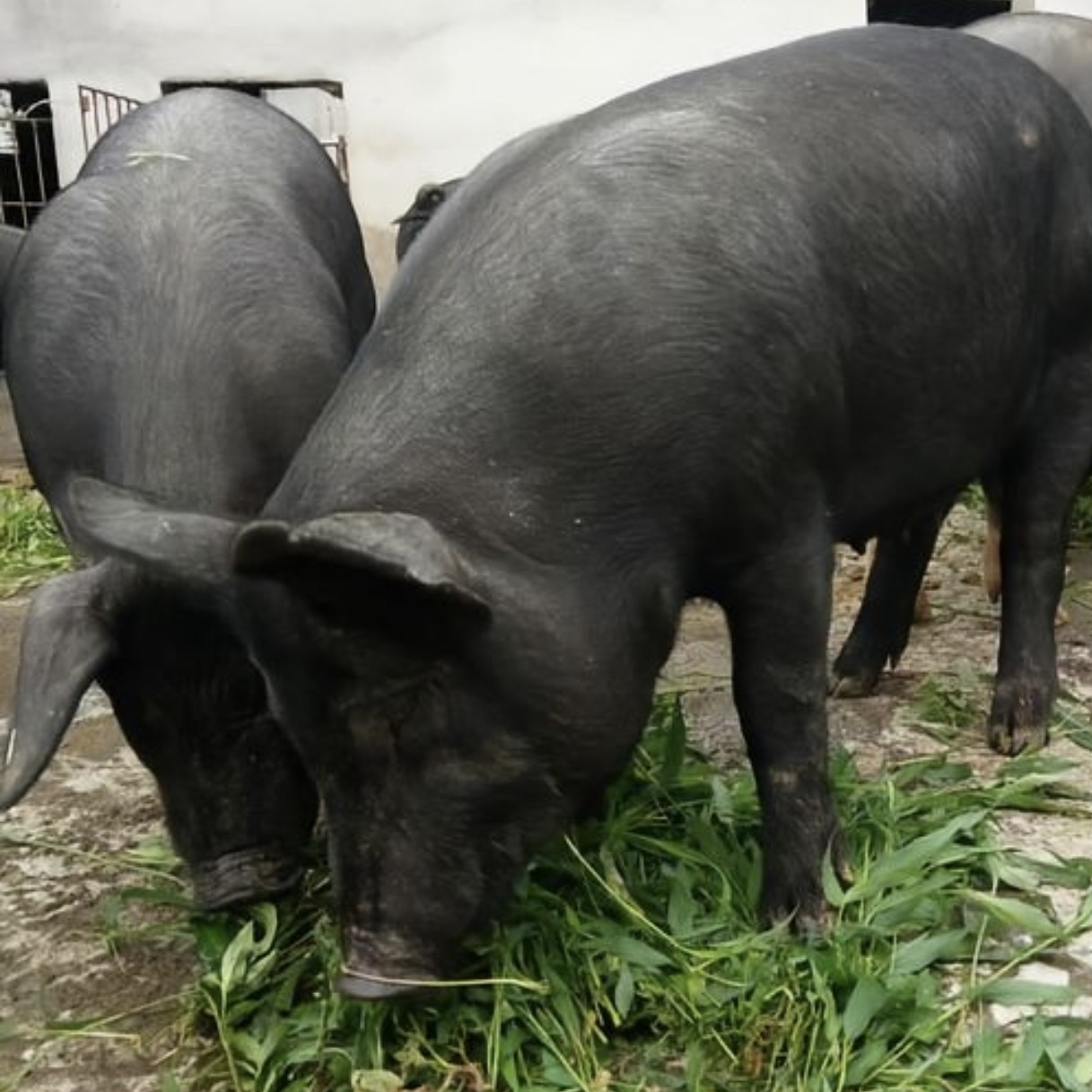 《现场称重》一物一拍 顺丰冷链包邮 贵州农村散养土黑猪