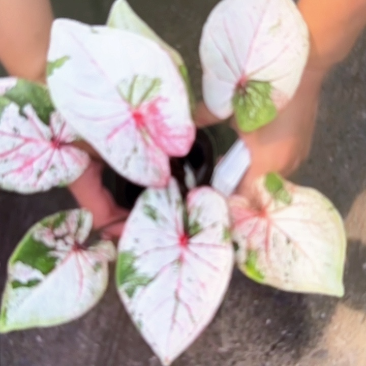 105-0215PJT彩叶芋泰国发货多肉