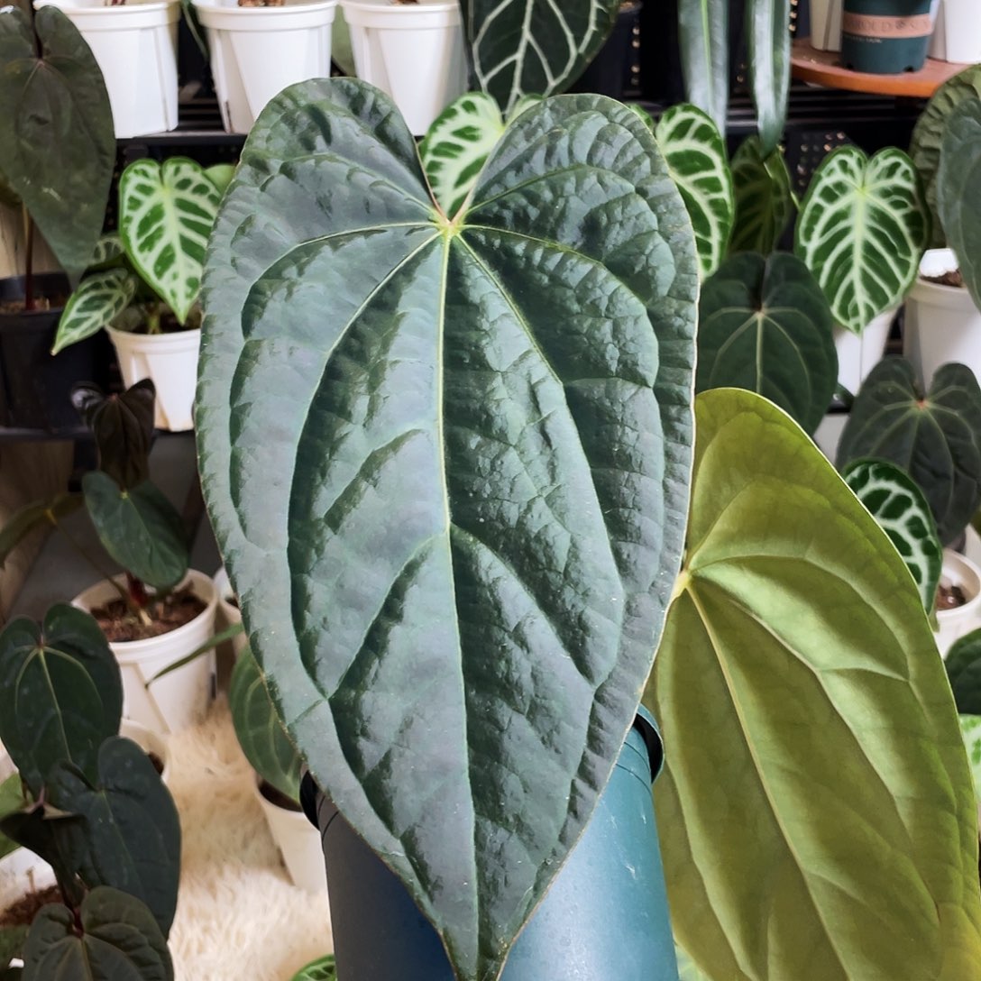 完全开放黑麻麻杂奢华