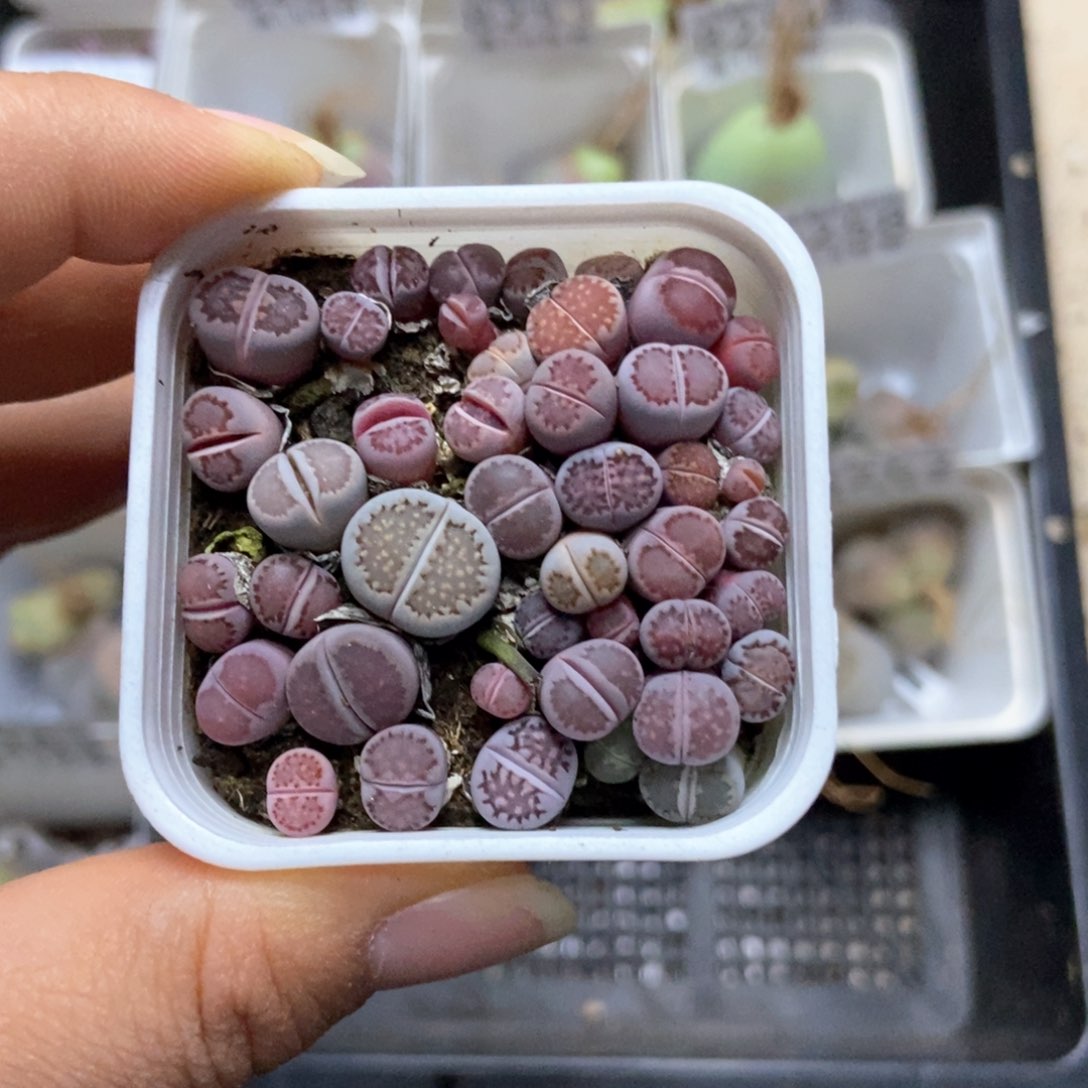 8264一盒紫混瑕疵