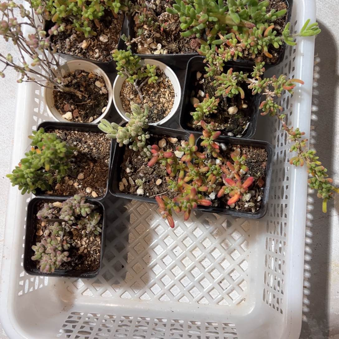 蜜橘糖球套餐组合量拍