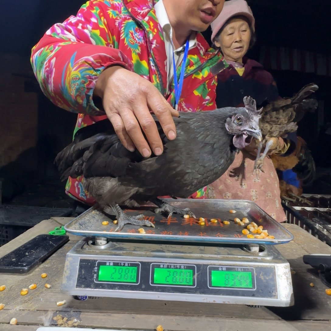 琳***.红瑶鸡农村土鸡030