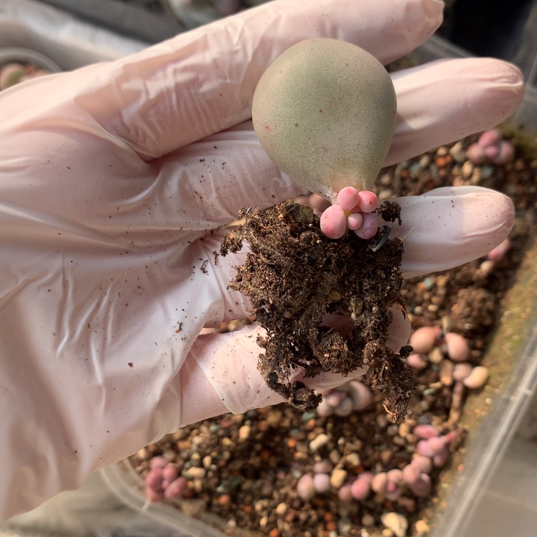 正版韩国黄金鸡蛋大叶奶