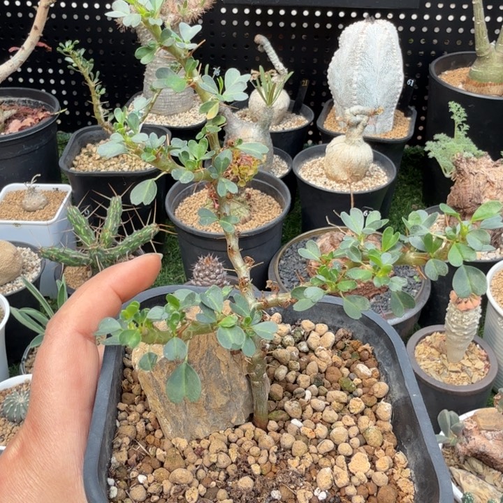 实生鱼骨城678仙人球