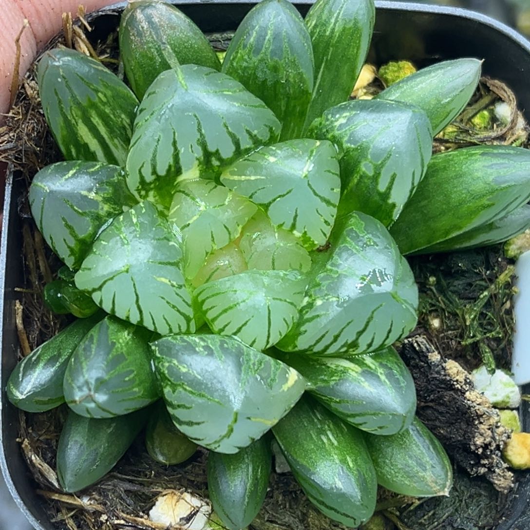 85狄园5号玉露锦头家多肉