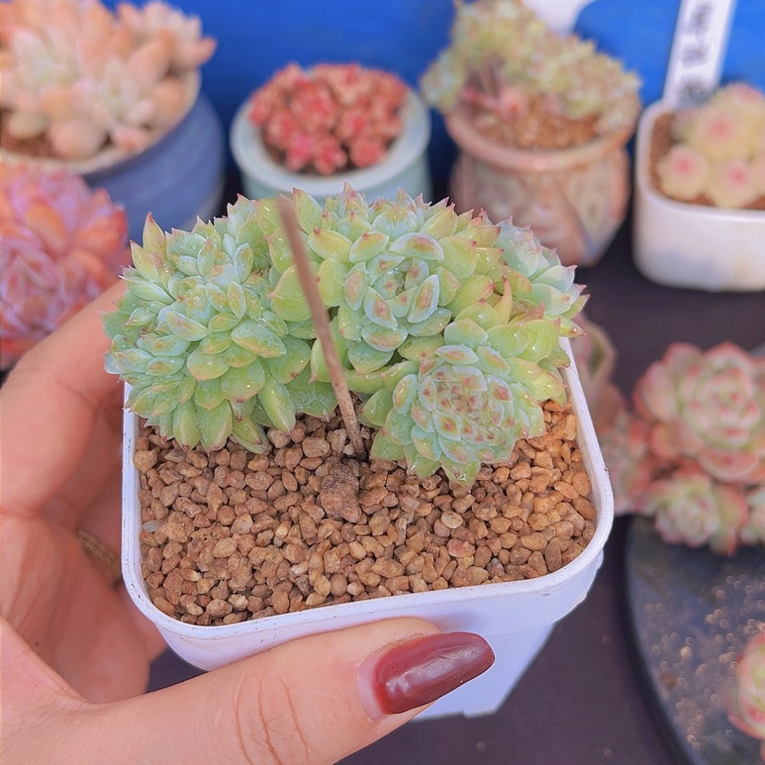 拒**虑燕霞缀，多肉植物1