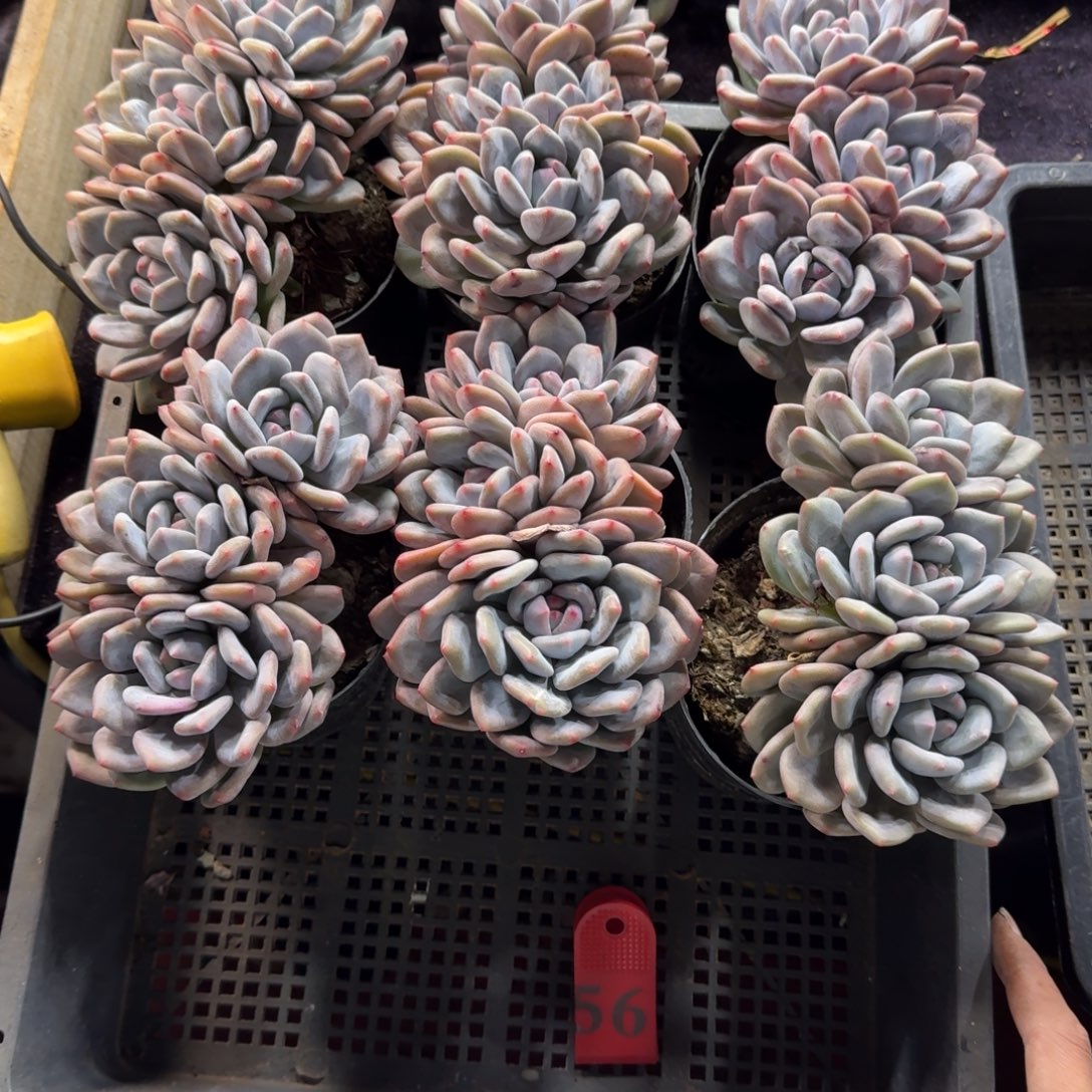 香橙6颗带盆发56号