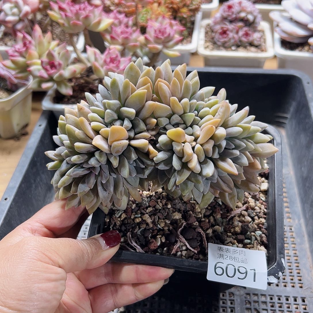 9号我们的确是一6091