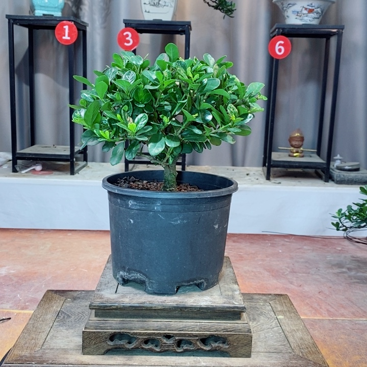 无花朵栀子花开了