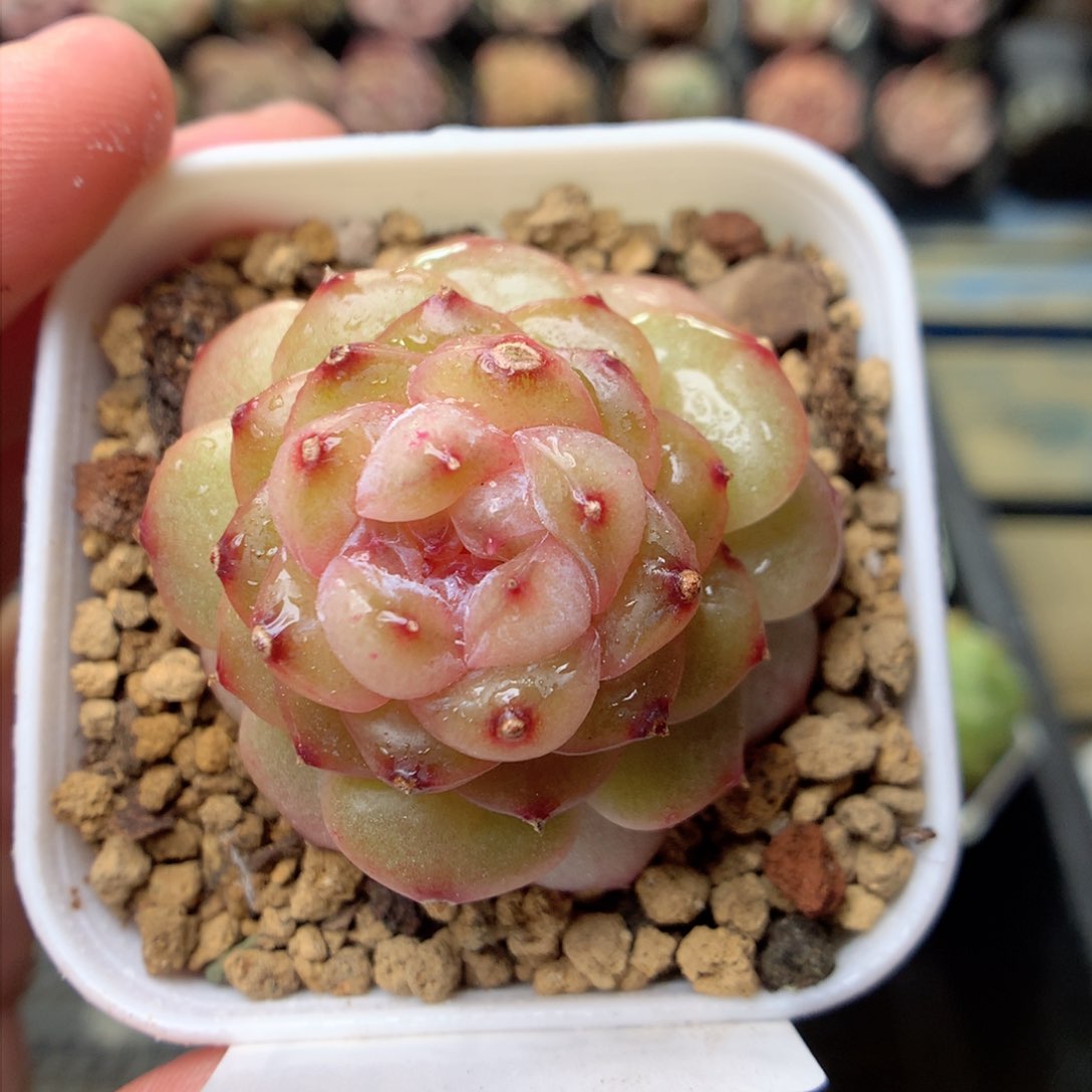 F130 ，柿子多肉20包邮两天凑单