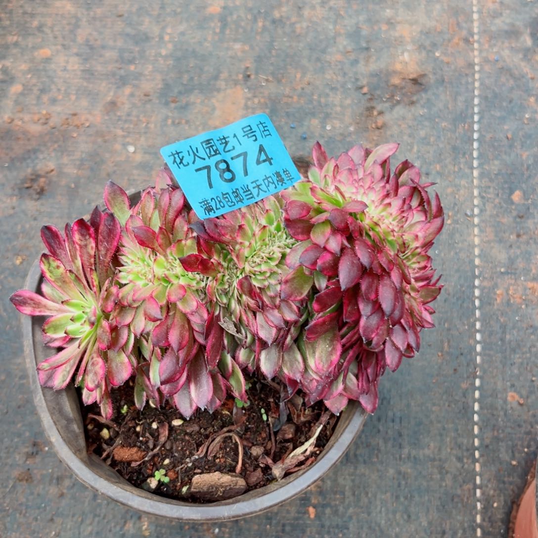 黑暗女神缀7874多肉植物