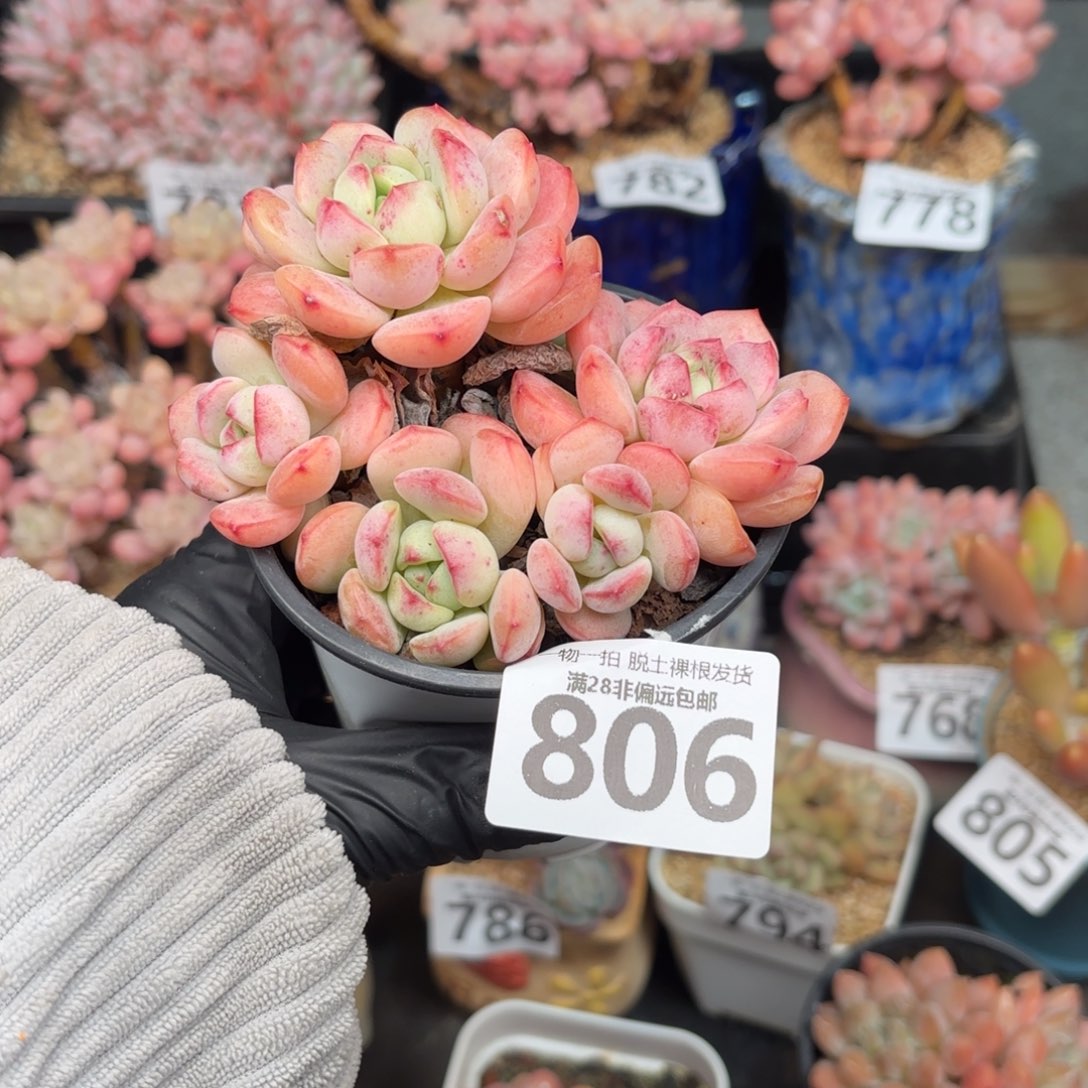 ~***香草多肉无盆土发货