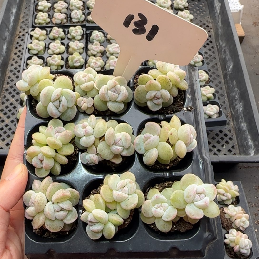 131冰玉哈哈哈哈哈哈哈哈