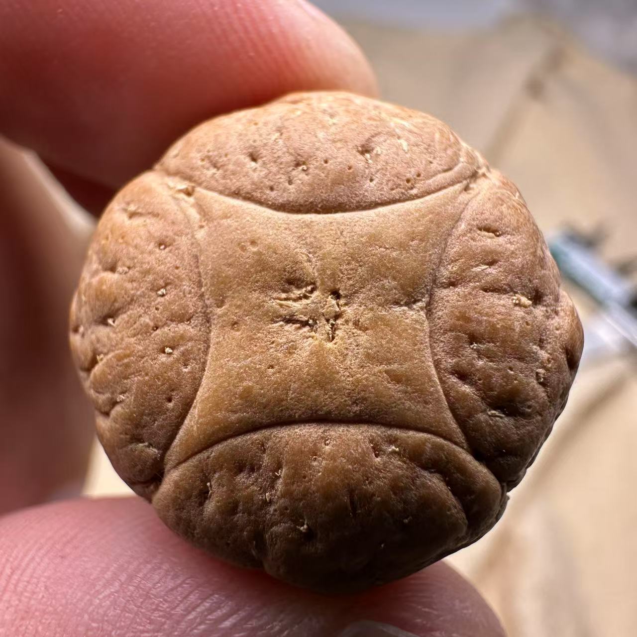 尼泊尔麒麟眼菩提，尺寸23，sss系列，货号S25