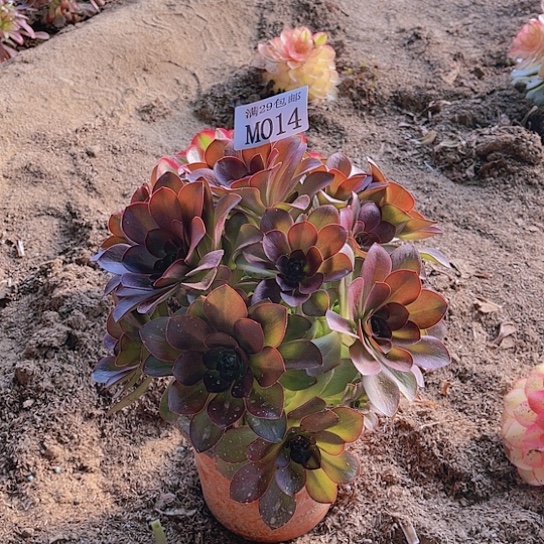 014魅金玫瑰多肉植物