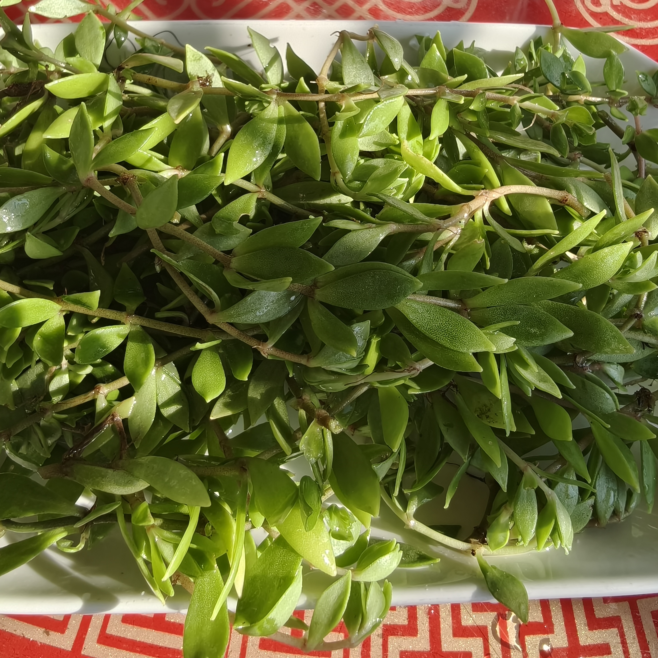 野生食用垂盆草石指甲狗牙瓣指甲菜三叶草肝友好野菜凉拌