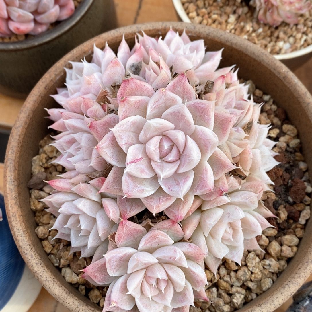 精品多肉一物一拍28