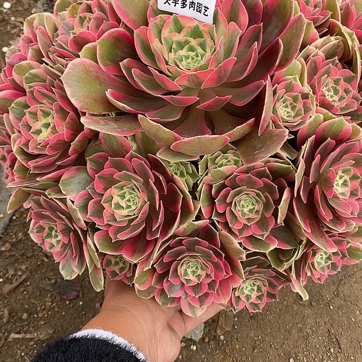 多肉植物妖月658多肉