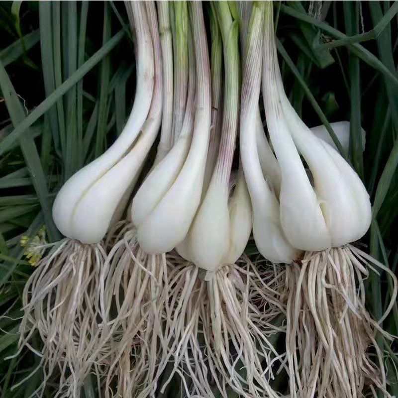 农家自种（荞头）    