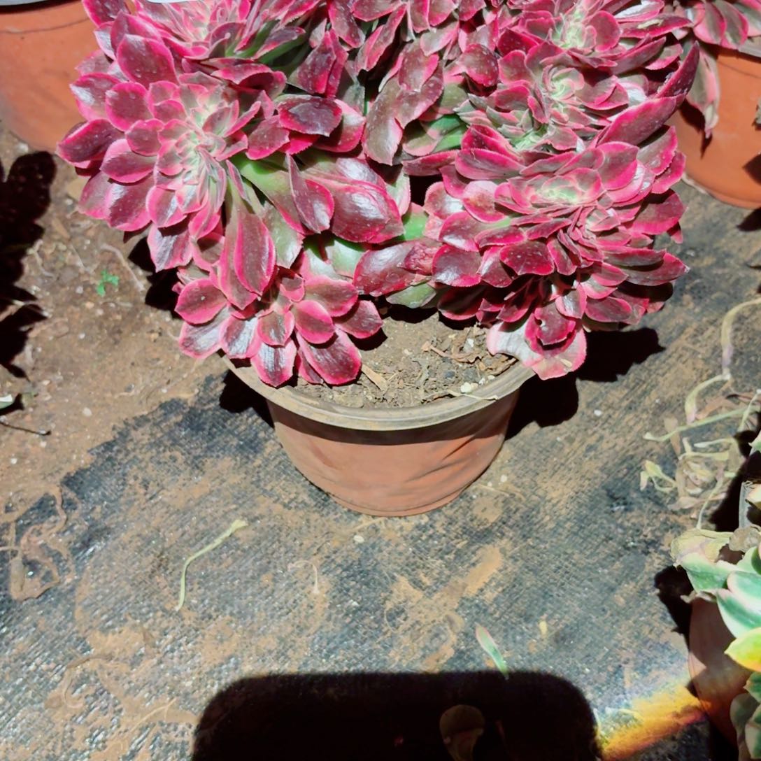 嗯647 号多肉法师植物特价