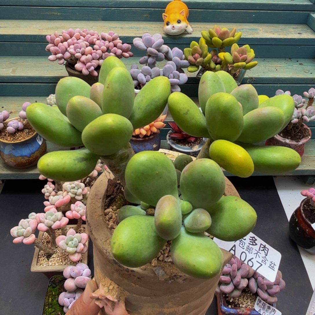 067芒果奶12cm多肉