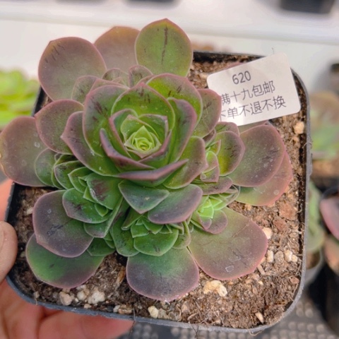 620 山地玫瑰基地