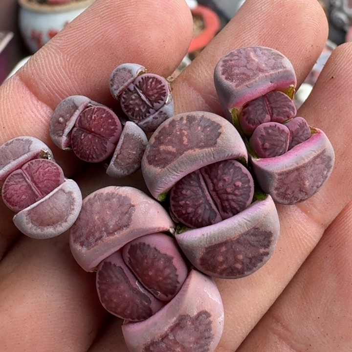 在**昆K360岛田紫菊回交和紫菊回交三年