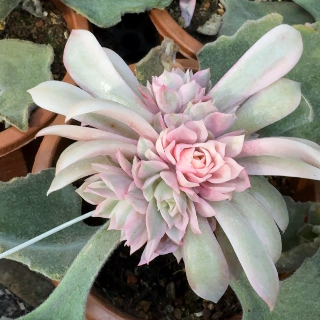 粉蝶锦群一物一拍，多肉