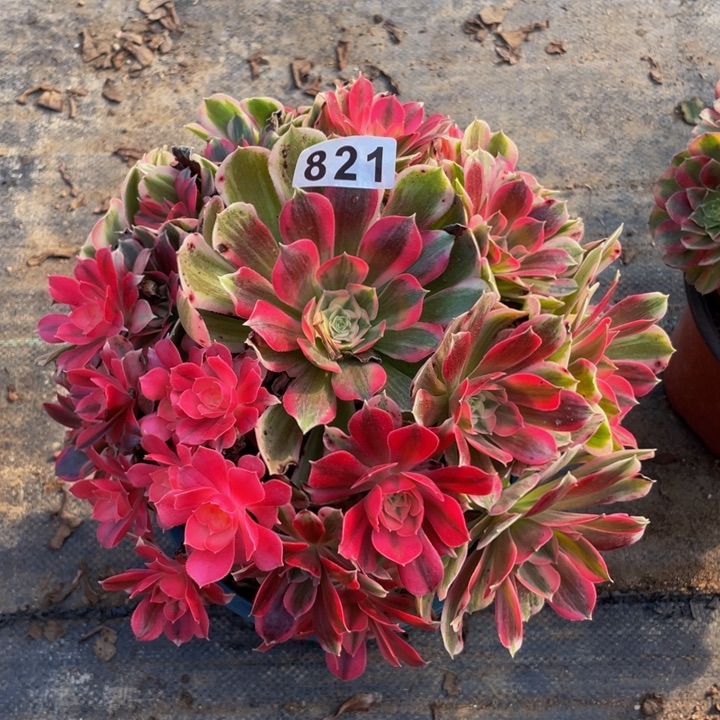 821老庄多肉法师男神