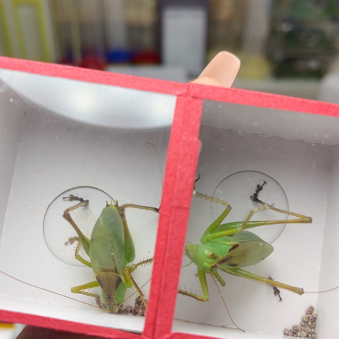 蚂蚁工坊扎嘴。      