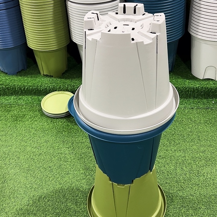 正品青山口40高35果绿色带托5只