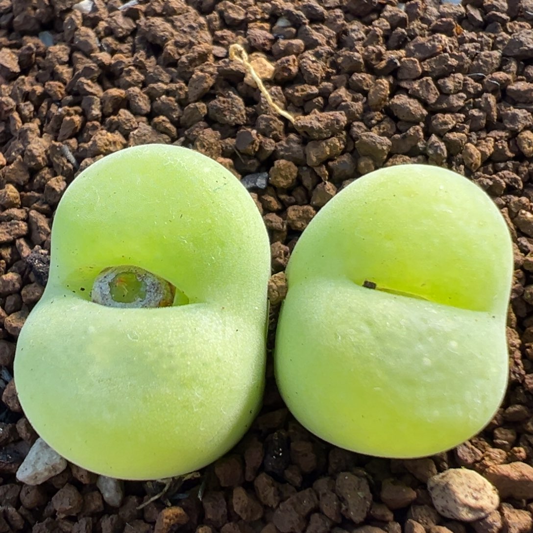 125多肉植物百科植物