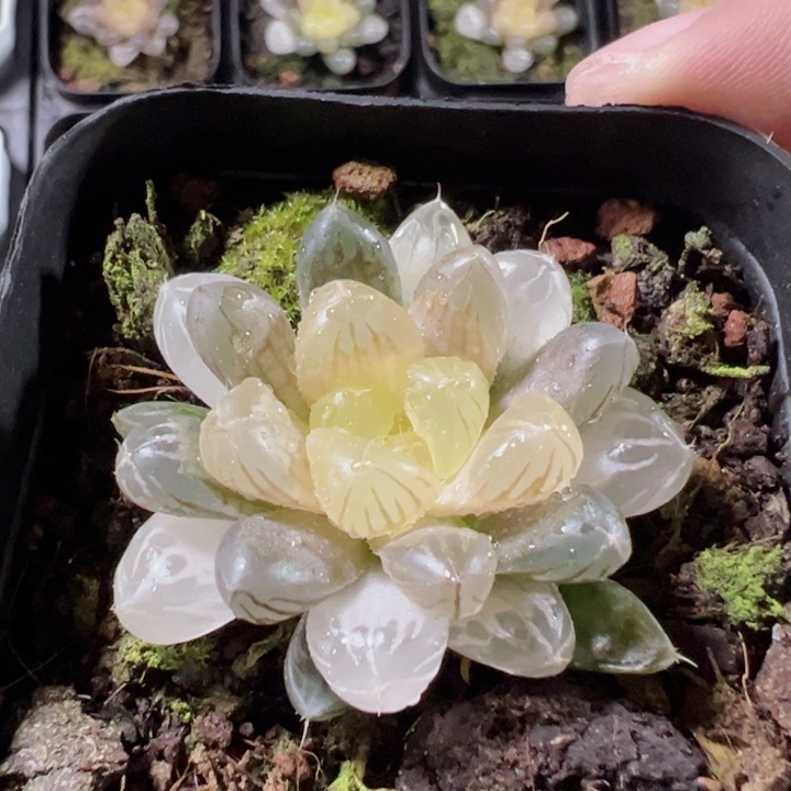 琥珀玉露精品多肉植物