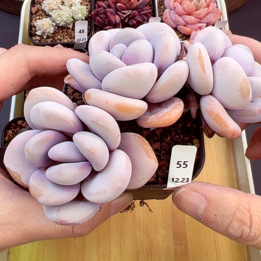 好好看55、哈哈哈哈