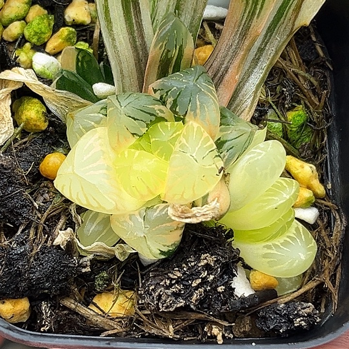 33多头老川玉露锦