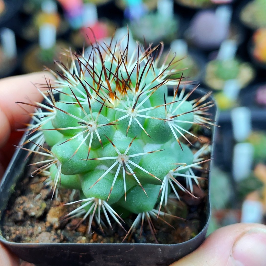 蓬莱宫非偏远地区满25包邮仙人球