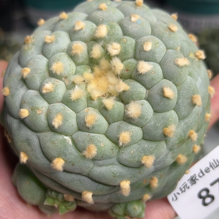 877可节后发货 可帮发根