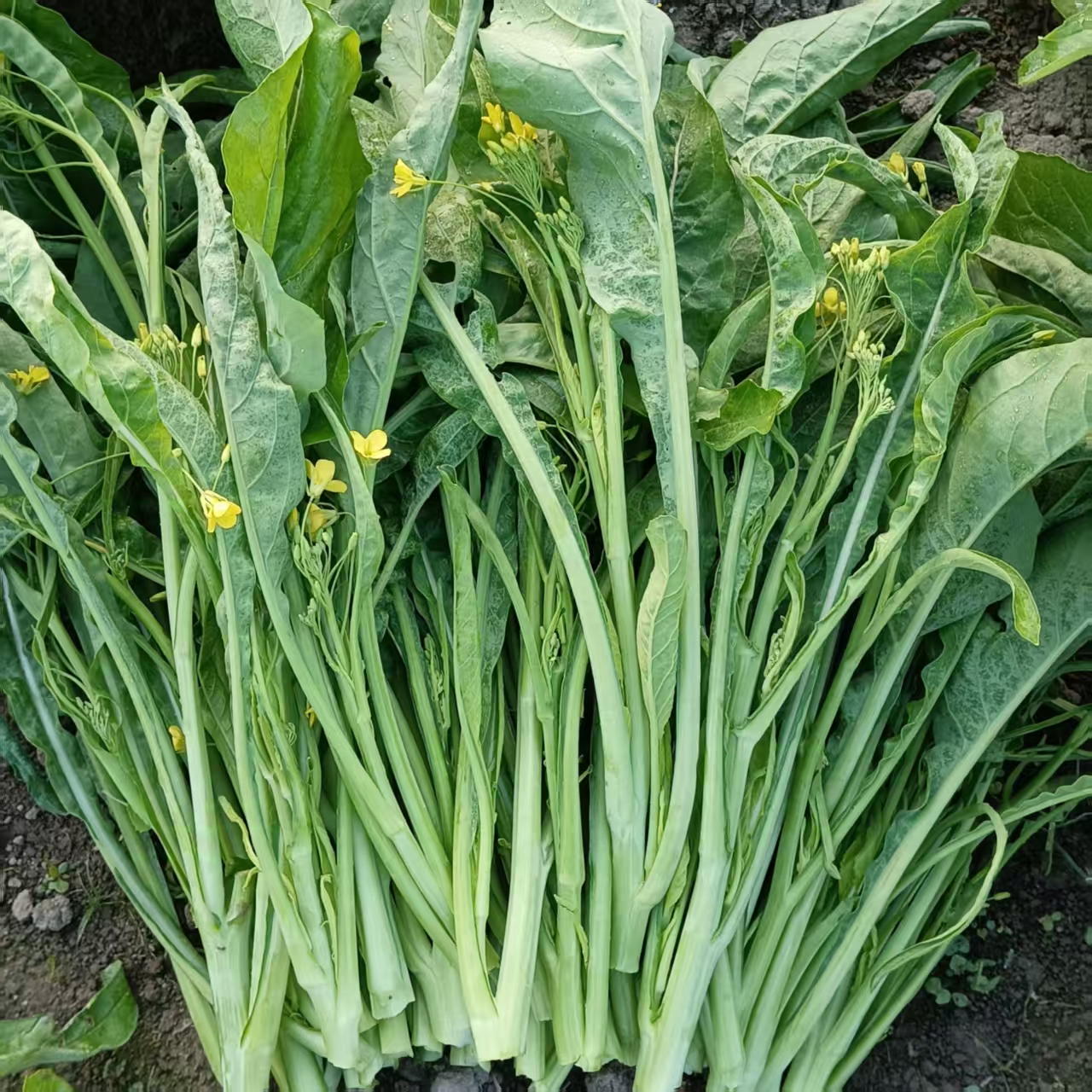 广西桂林特色新鲜柳叶菜心当季蔬菜卷叶菜花现摘现发农家甜菜苔