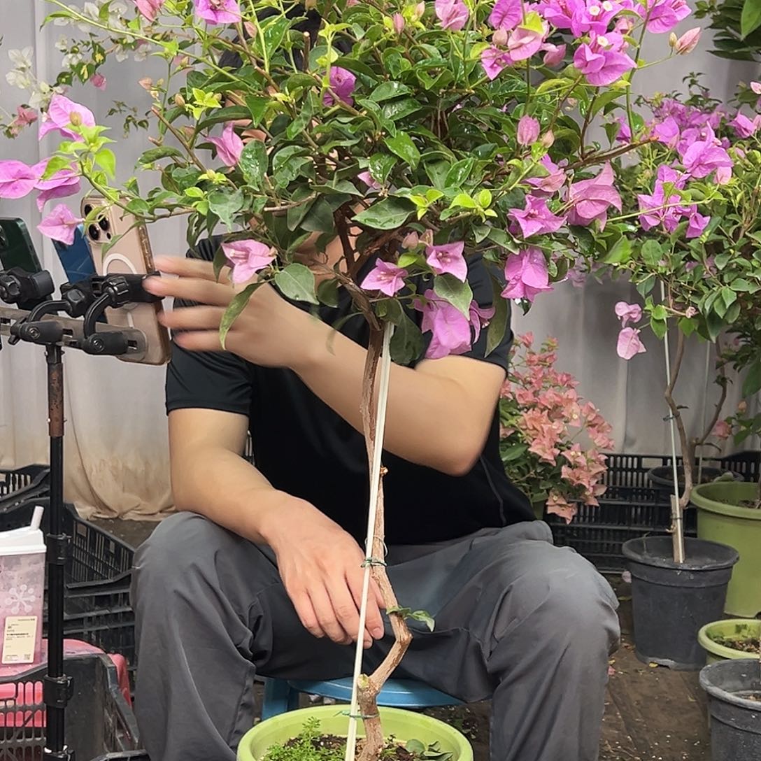 君***澜当前无花栽培后可以开花J35雪紫