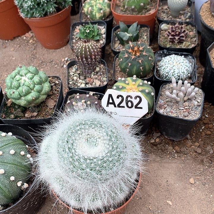 才****）3333333333333333