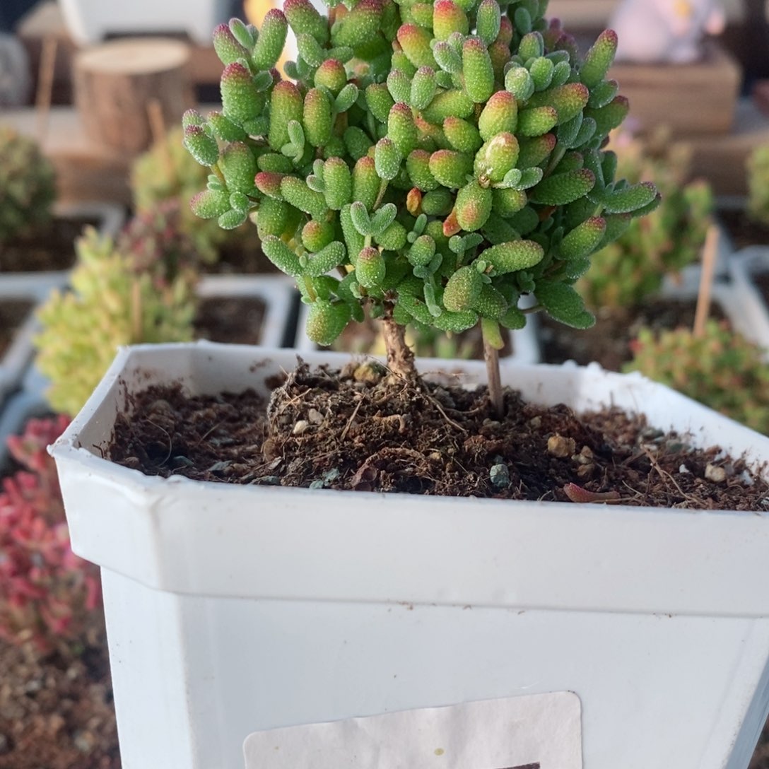 金桔带盆土发货一物一拍