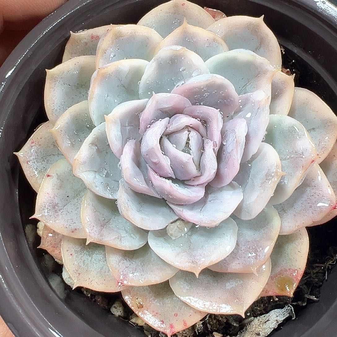 雪球锦 小方花圃一物一拍