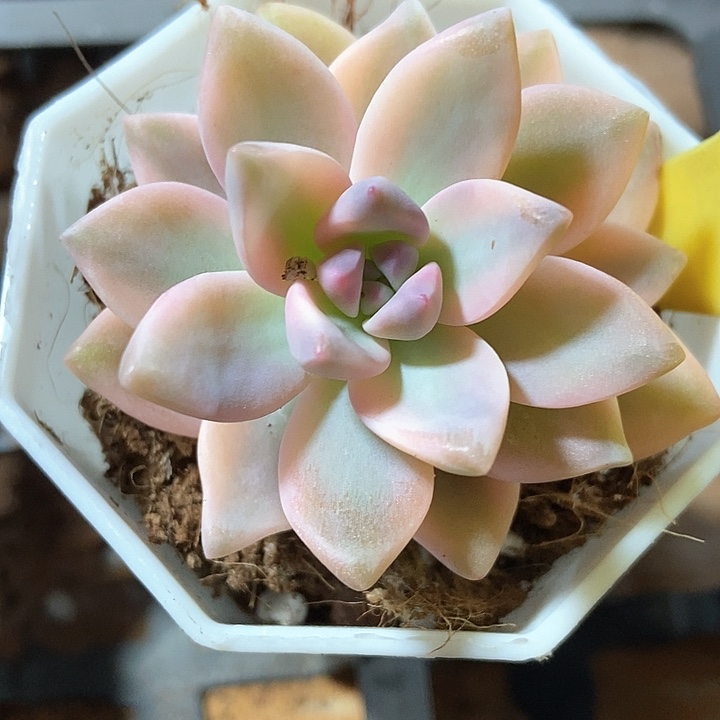 多肉植物淡雪锦1092